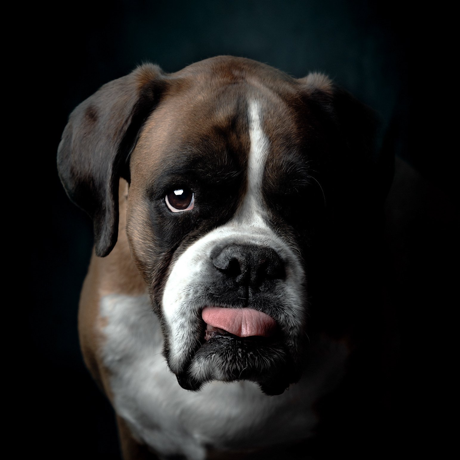 Retrato de estudio de un perro bóxer con la lengua fuera