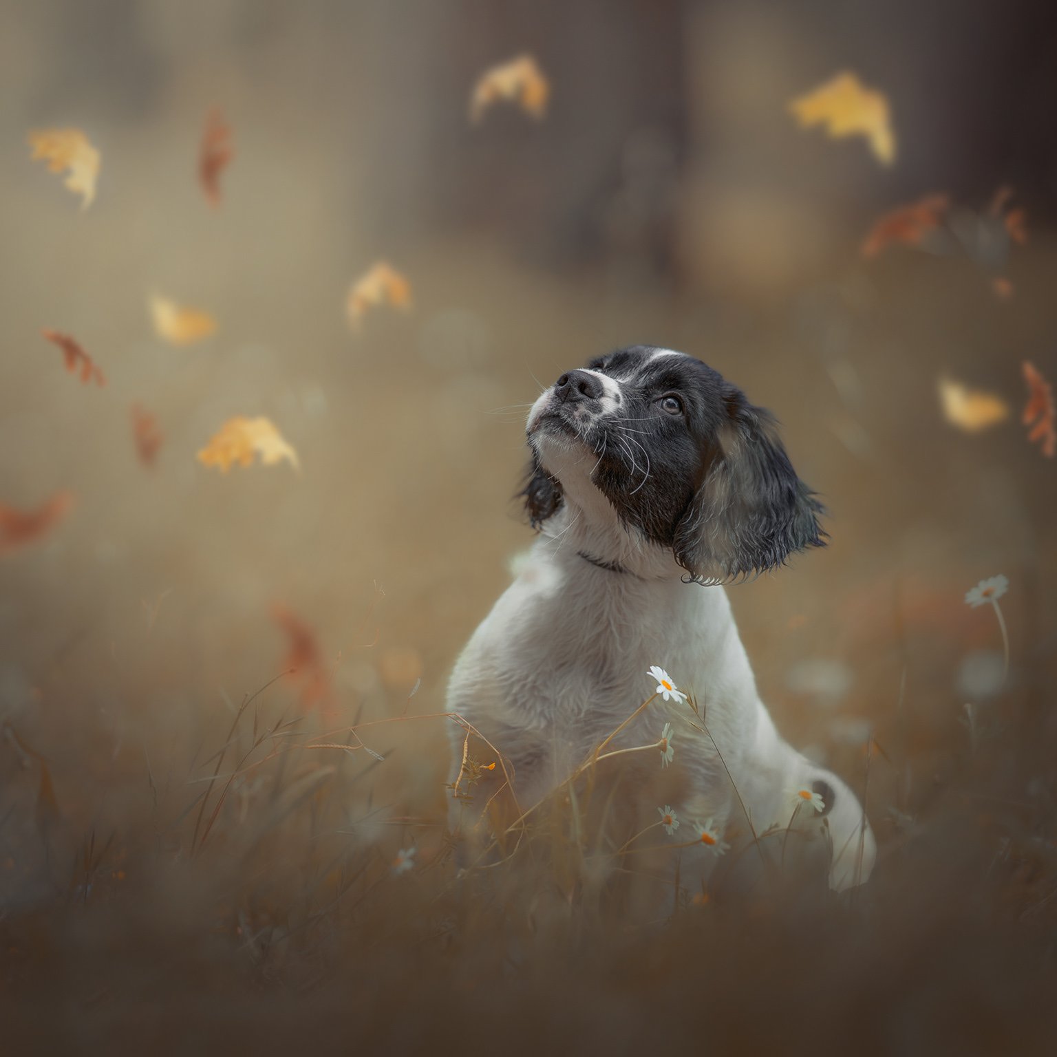 Perro de manto marrón y blanco con hojas de otoño flotando alrededor